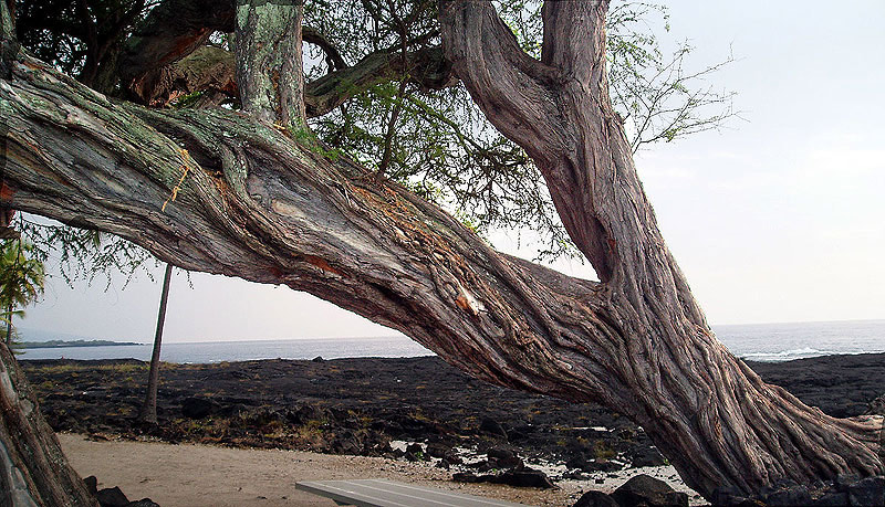 wisdom tree